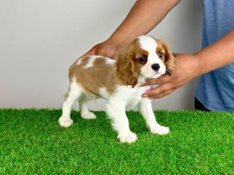 Törzskönyves Cavalier King Charles Spániel kiskutya Törzskönyves Cavalier King Charles Spániel kiskutya