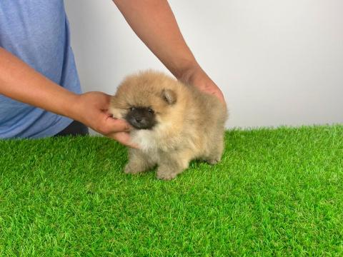 Törzskönyves Pomerániai törpespitz Pomi kiskutya Törzskönyves Pomerániai törpespitz Pomi kiskutya