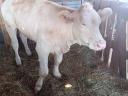 Charolais vágó üsző borjú