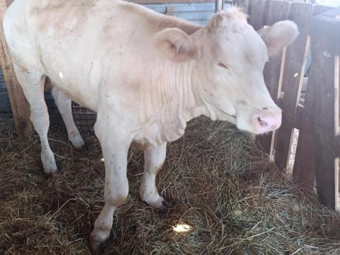 Charolais vágó üsző borjú Charolais vágó üsző borjú