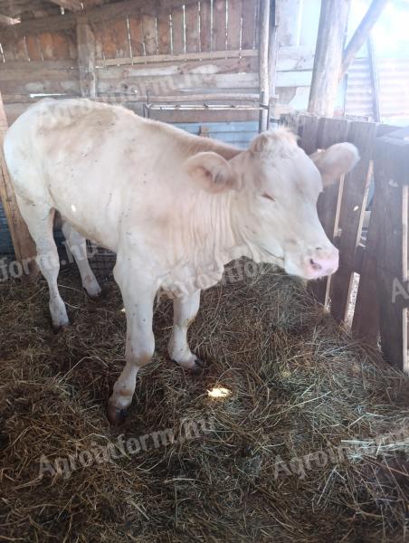 Charolais vágó üsző borjú