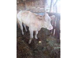 Charolais vágó üsző borjú