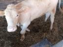 Charolais vágó üsző borjú