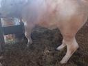 Charolais vágó üsző borjú