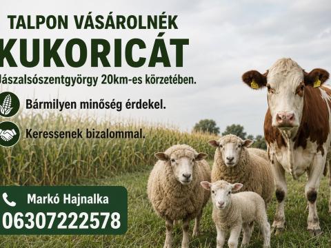 Talpon vennék kukoricát