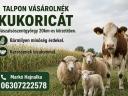 Talpon vásárolnék kukoricát