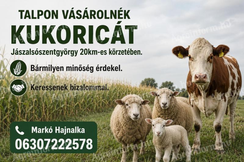 Talpon vásárolnék kukoricát