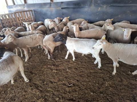 1 db dorper kos és 40 db anyajuh eladó
