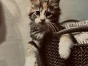 Fajtatiszta Maine Coon kiscicák gazdit keresnek