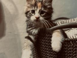 Fajtatiszta Maine Coon kiscicák gazdit keresnek