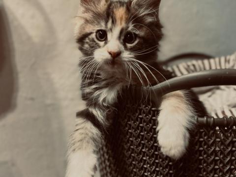 Fajtatiszta Maine Coon kiscicák gazdit keresnek