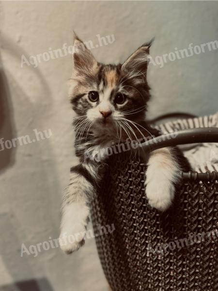Fajtatiszta Maine Coon kiscicák gazdit keresnek