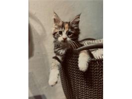 Fajtatiszta Maine Coon kiscicák gazdit keresnek