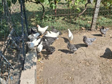 Australorp és leghorn előnevelt-növendék kakas Australorp és leghorn előnevelt-növendék kakas