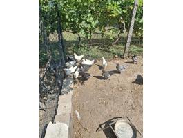 Australorp és leghorn előnevelt-növendék kakas