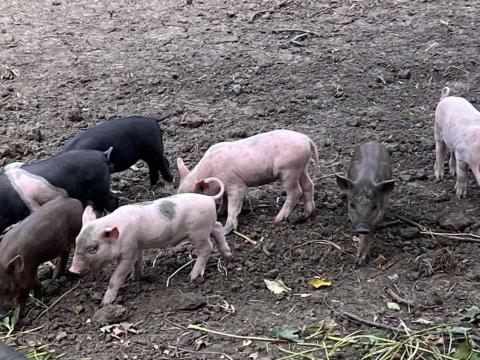 Rákóczifalva Rákóczifalva