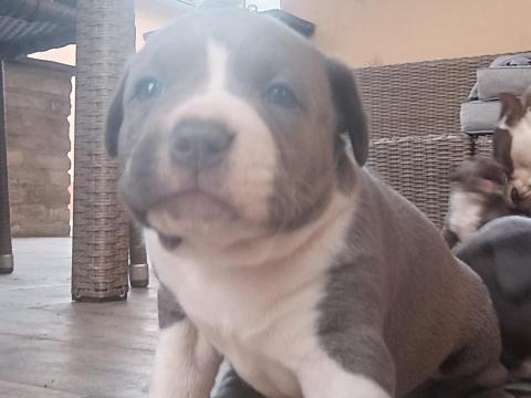 Kék amerikai staffordshire terrier jellegű kiskutyák