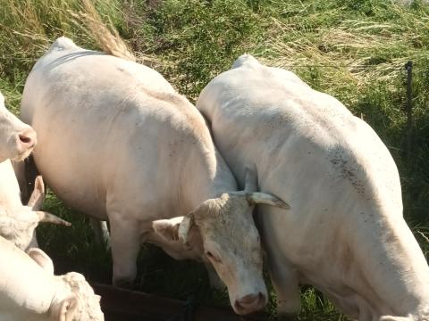 Charolais vemhes üszők