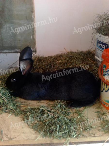 6 hónapos lepke tarka keverék bak nyúl