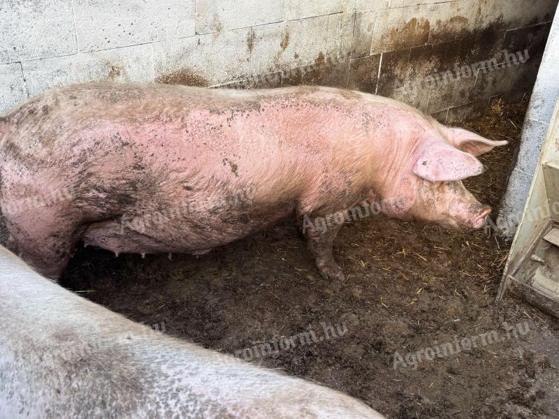 Topigs tn 70 vemhes koca eladó