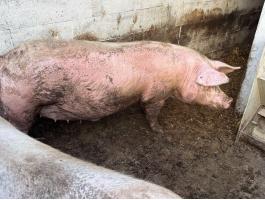 Topigs tn 70 vemhes koca eladó