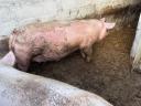 Topigs tn 70 vemhes koca eladó