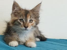 Maine coon
