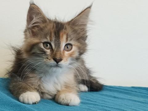 Maine coon Maine coon