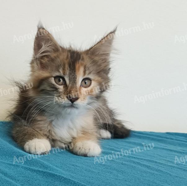 Maine coon