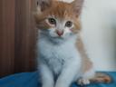 Maine coon
