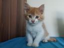 Maine coon