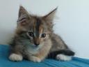 Maine coon