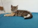 Maine coon
