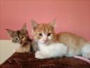 Maine coon