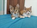 Maine coon