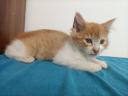 Maine coon