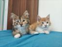 Maine coon