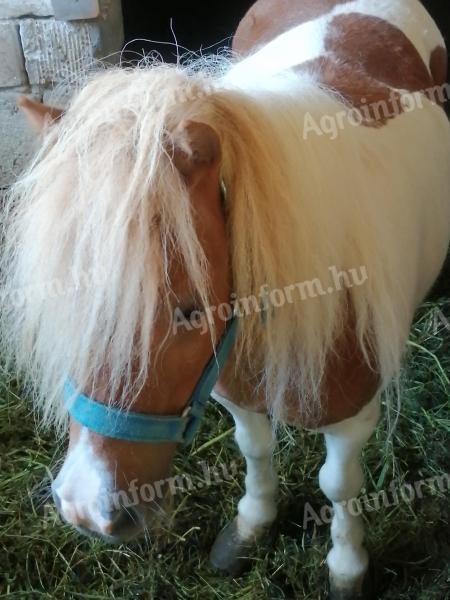 Mini póni kanca, vemhes, szeptember végén vagy október elején ellik