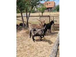Racka család eladó