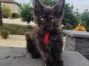 Gazdikereső maine coon kiscicák