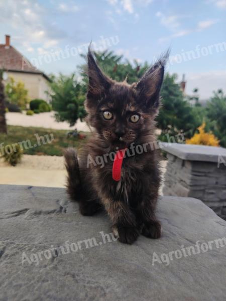 Gazdikereső maine coon kiscicák