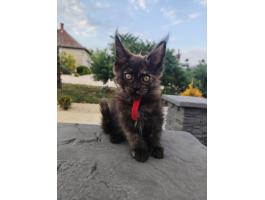 Gazdikereső maine coon kiscicák