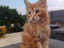 Gazdikereső maine coon kiscicák