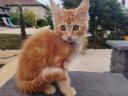 Gazdikereső maine coon kiscicák
