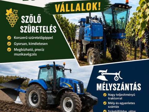 Mélyszántás szőlő szüret
