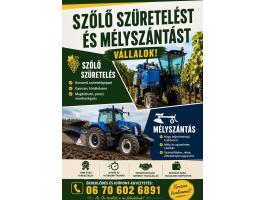 Mélyszántás szőlő szüret