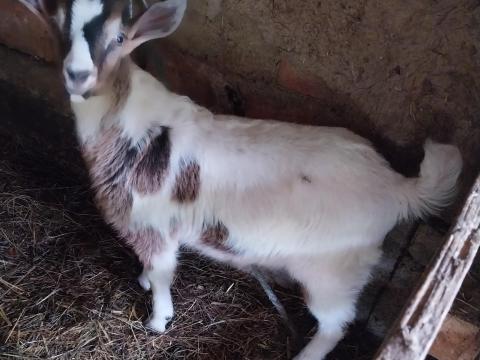 Eladó bak gida Eladó bak gida