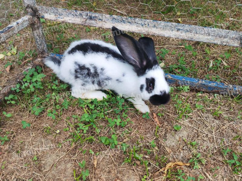 Eladó német óriás fajta tiszta nyuszik