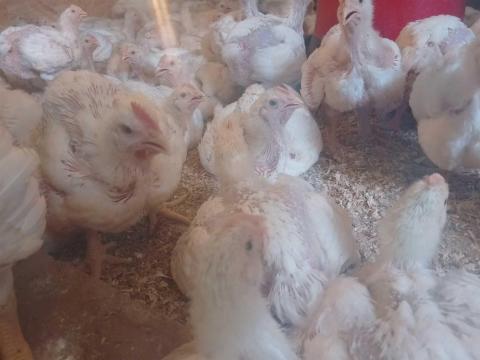 1,2 kg körüli húshibrid fehér csirke eladó