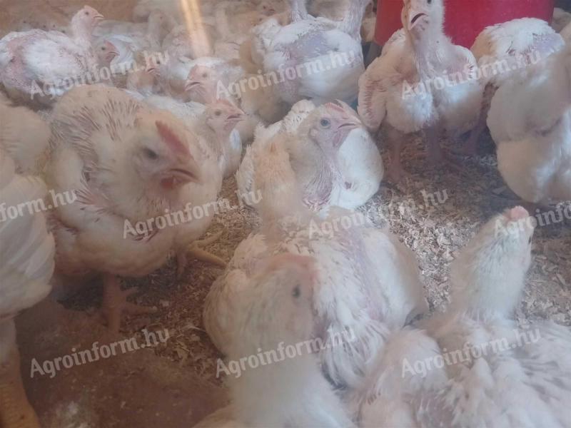 1,2 kg körüli húshibrid fehér csirke eladó